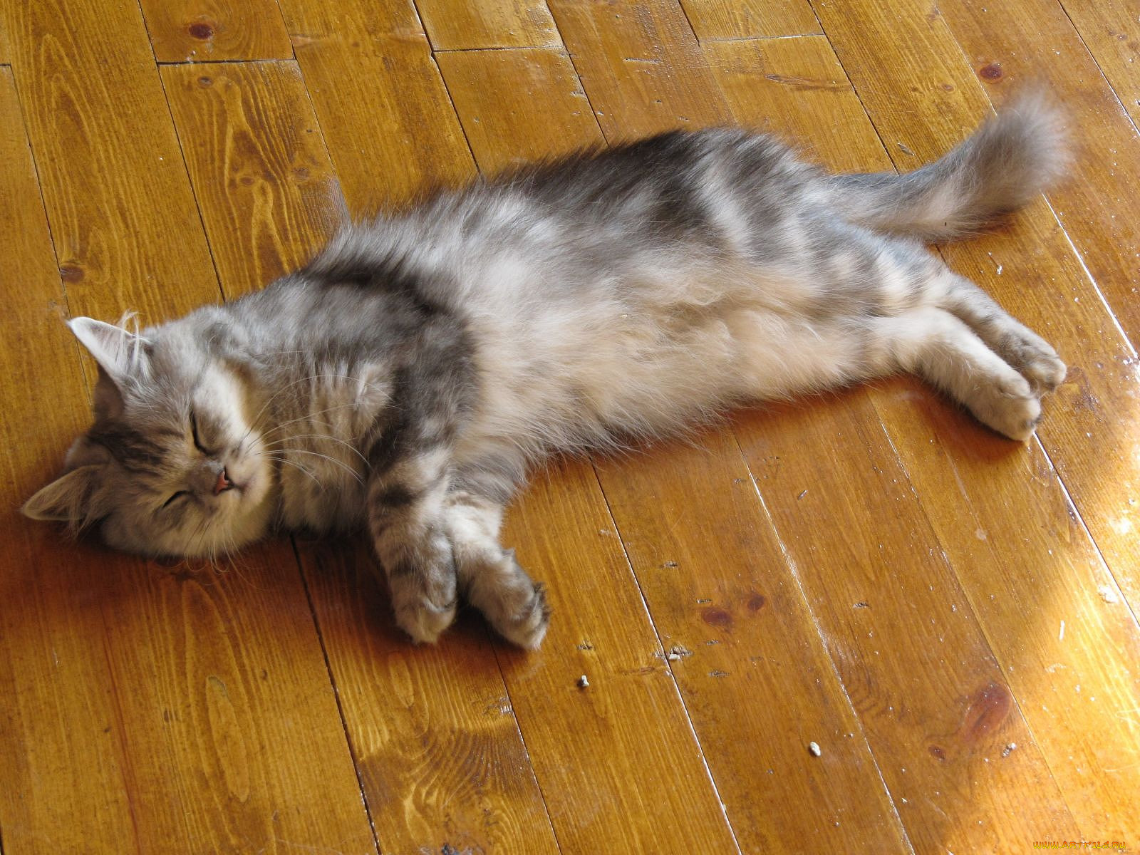 , , cat